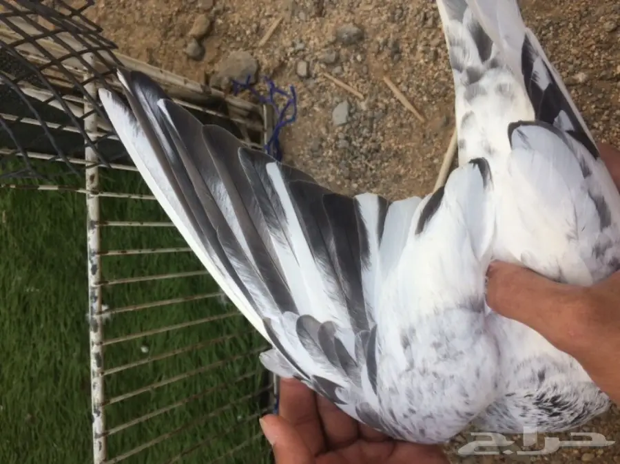 جوز قولدن توب التوب  (image 3)