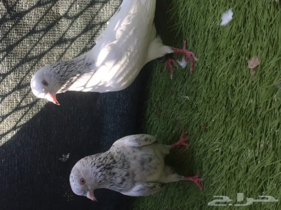 جوز قولدن توب التوب  (image 4)