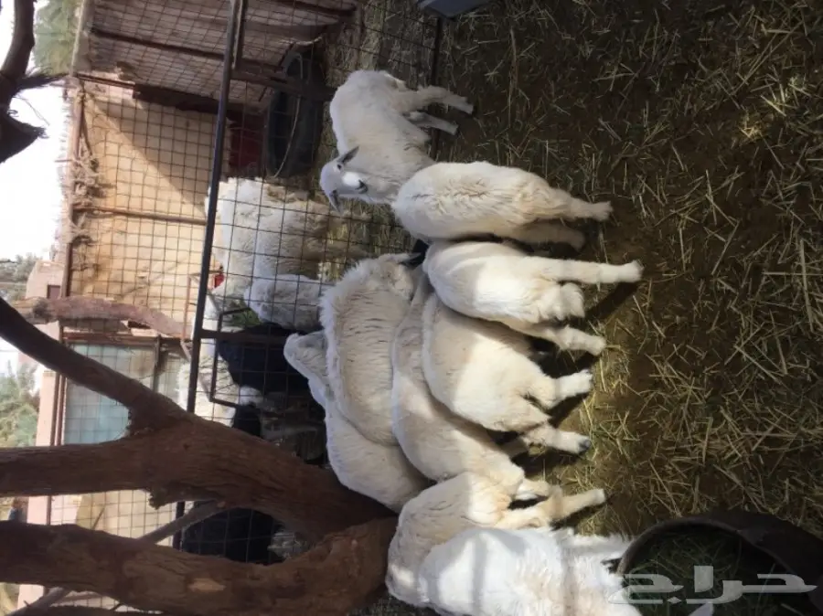 هرافي حريات للبيع (image 3)