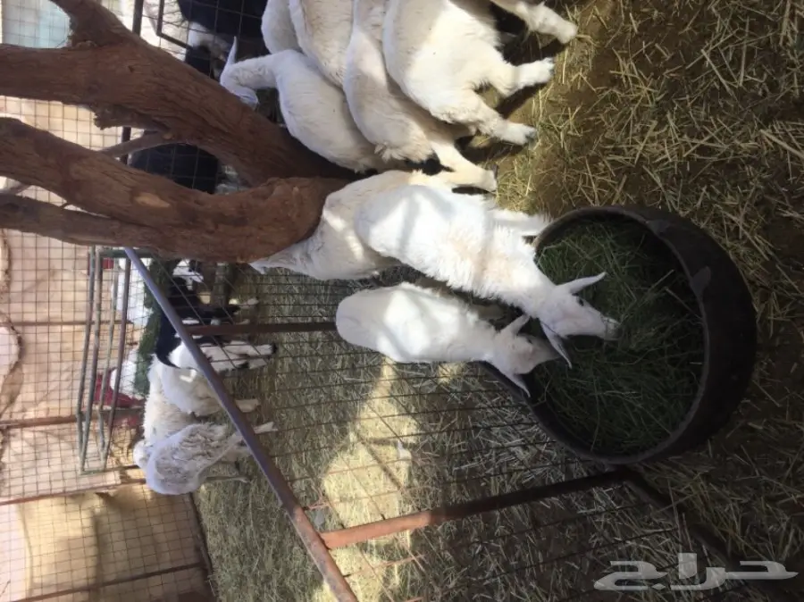 هرافي حريات للبيع (image 4)