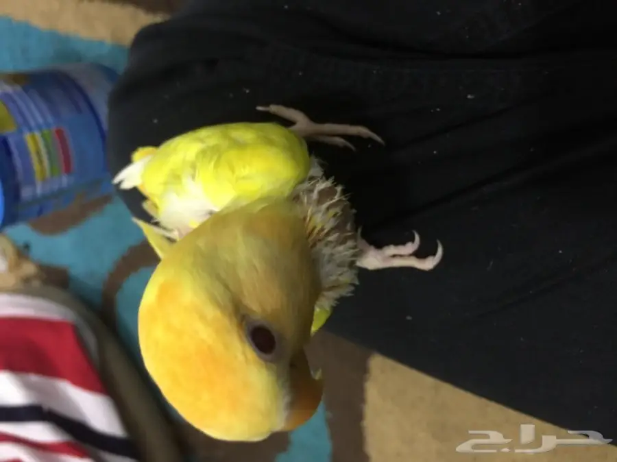 للبيع فرخ روز نهايت غر 