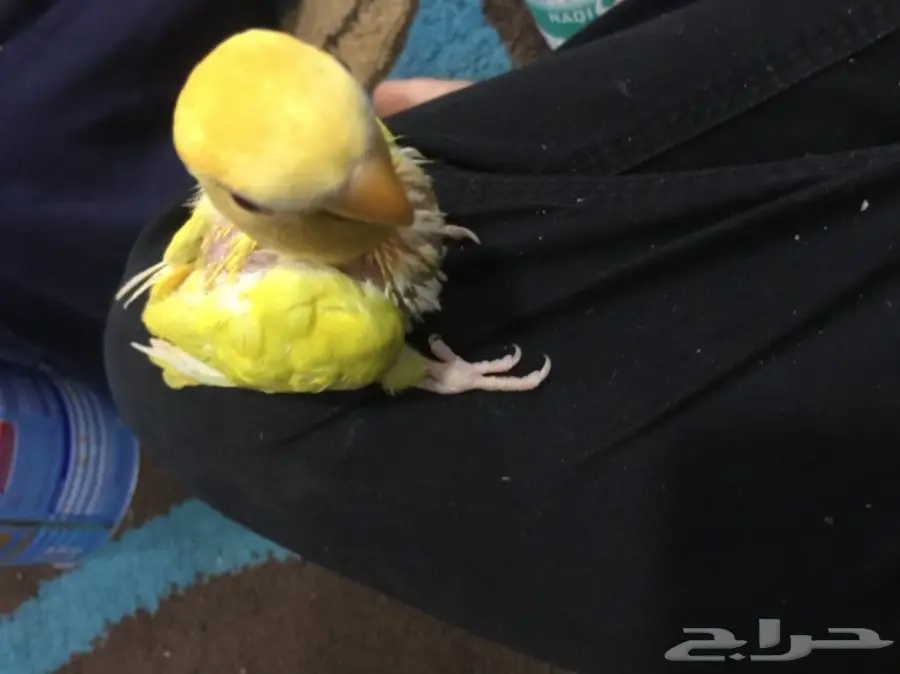 للبيع فرخ روز نهايت غر  (image 1)