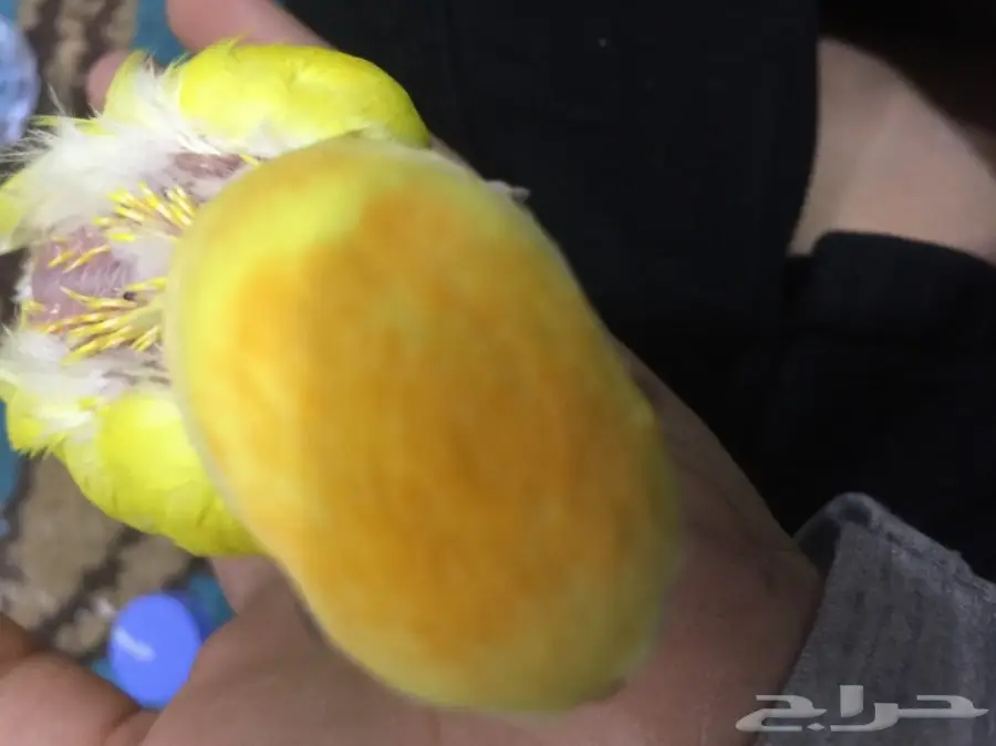 للبيع فرخ روز نهايت غر  (image 2)