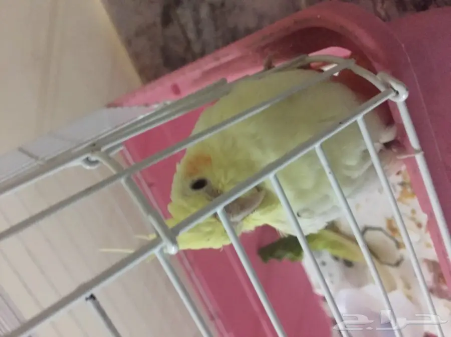 طير  كوكتيل للبيع 