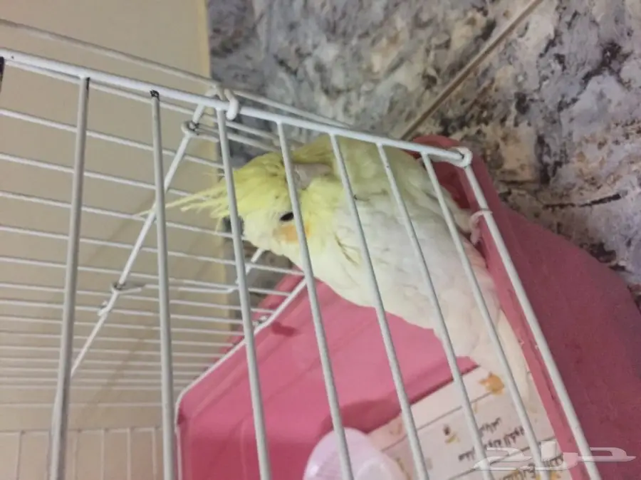 طير  كوكتيل للبيع  (image 1)