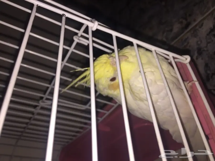 طير  كوكتيل للبيع  (image 2)