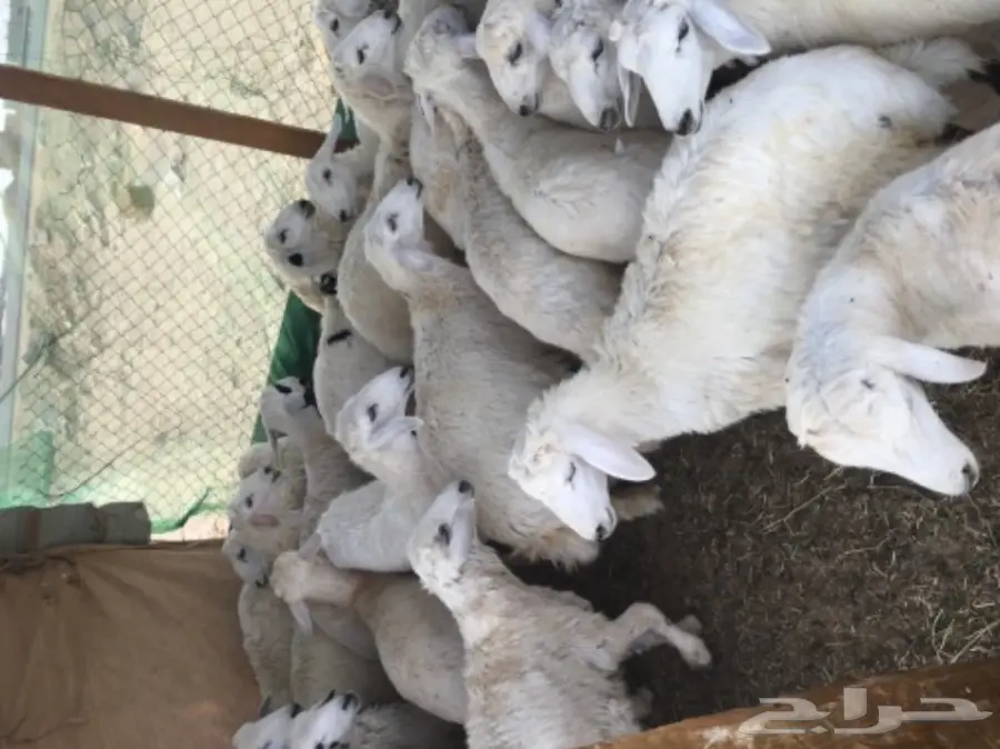 طليان حريه مع الذبح والتوصيل (image 1)