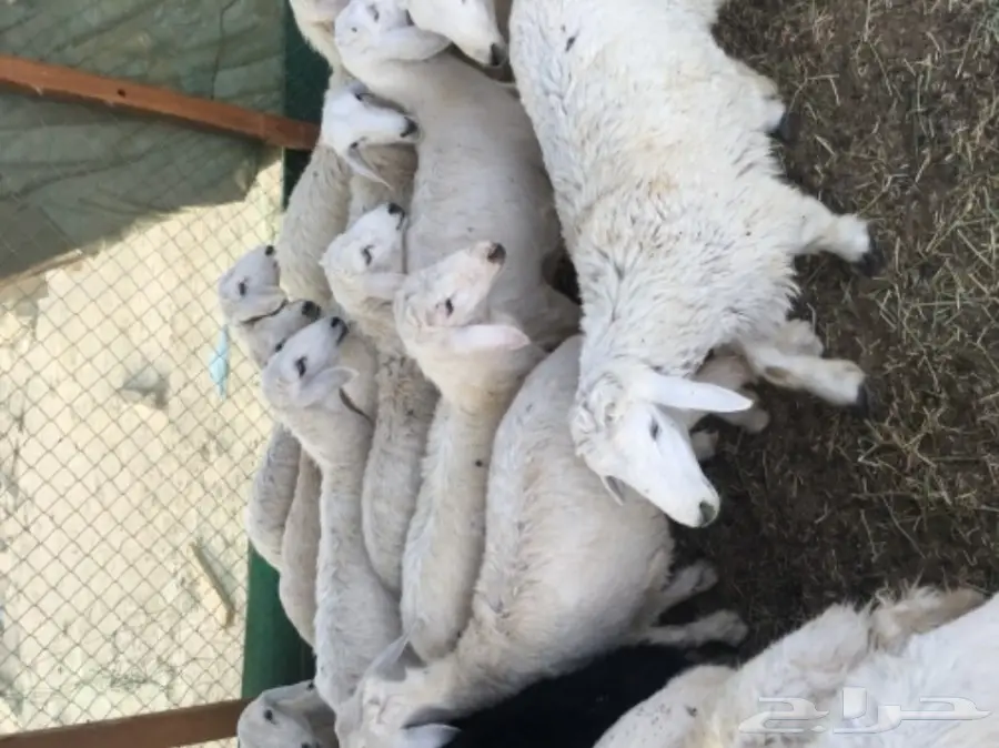 طليان حريه مع الذبح والتوصيل (image 2)