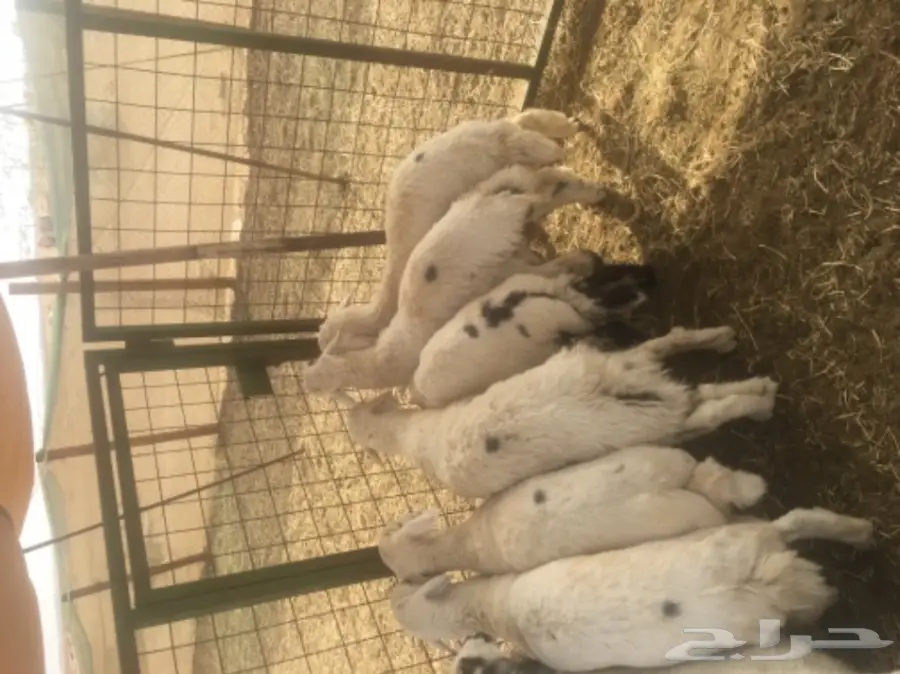 طليان حريه مع الذبح والتوصيل (image 14)