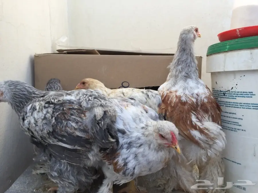 دجاج براهما للبيع (image 1)