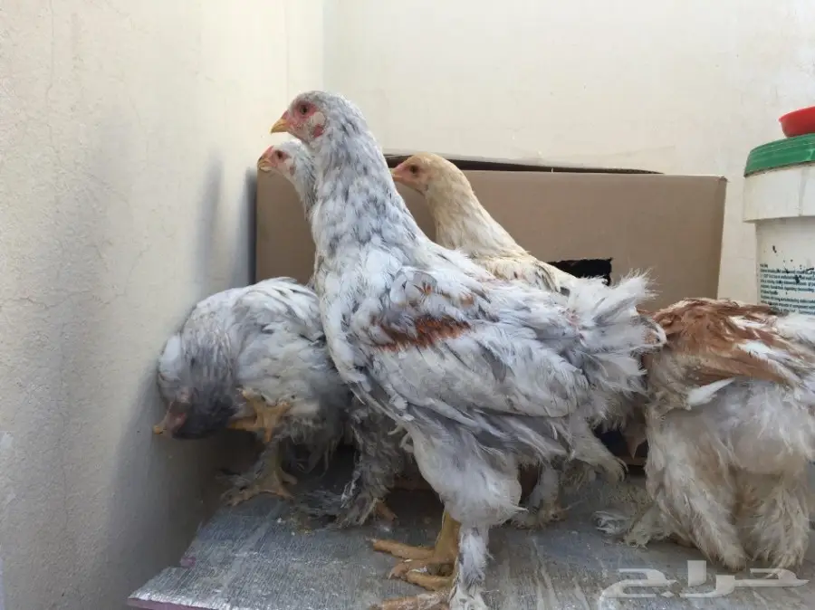 دجاج براهما للبيع (image 2)
