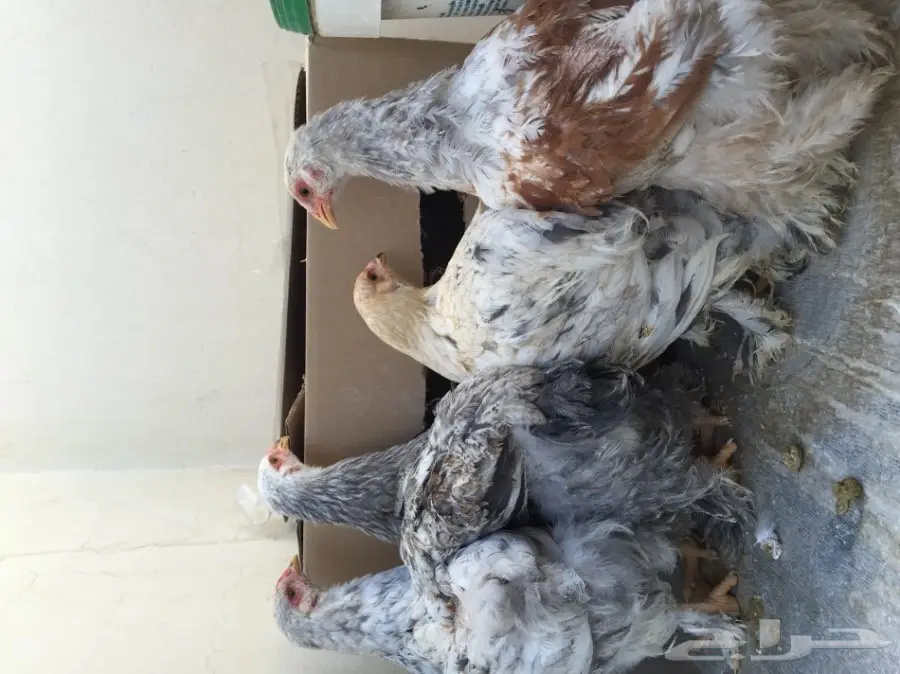 دجاج براهما للبيع (image 3)