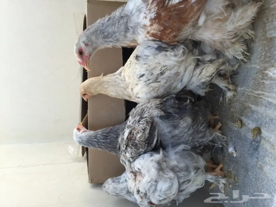 دجاج براهما للبيع (image 4)