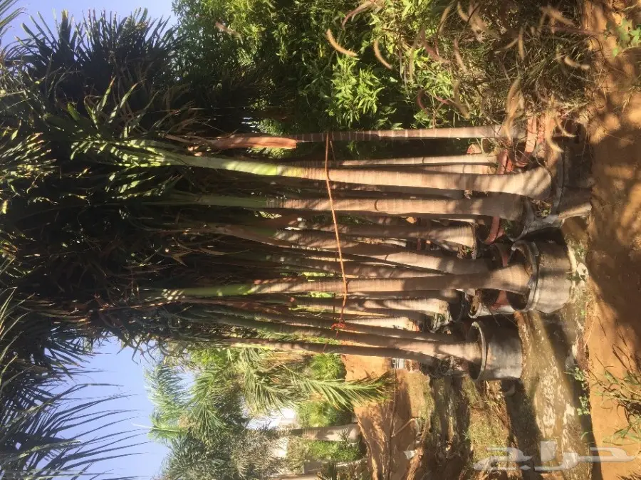 شتلات زراعية ونباتات زينة ونجيلة طبيعية للبيع (image 1)