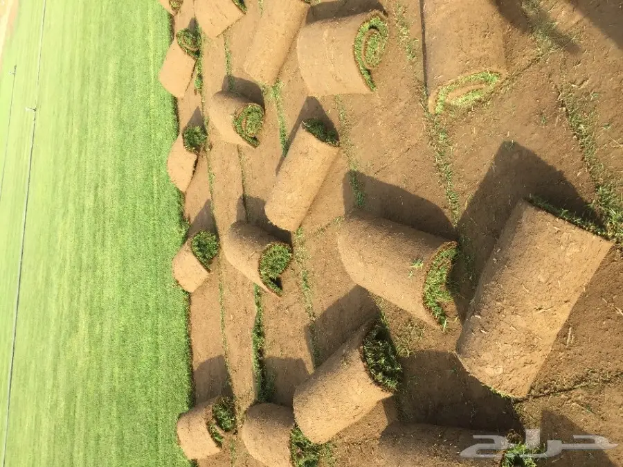 شتلات زراعية ونباتات زينة ونجيلة طبيعية للبيع (image 2)