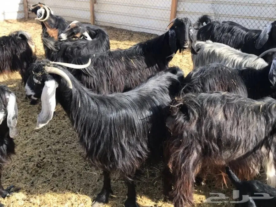 للبيع معزاء عوارض  (image 3)