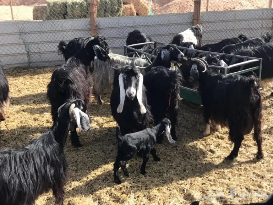 للبيع معزاء عوارض  (image 5)