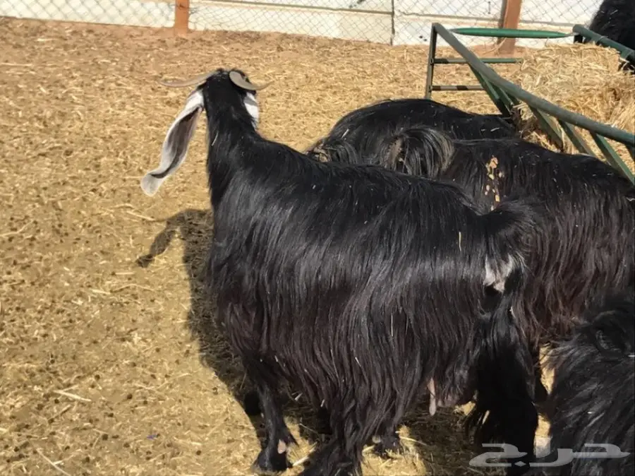 للبيع معزاء عوارض  (image 7)