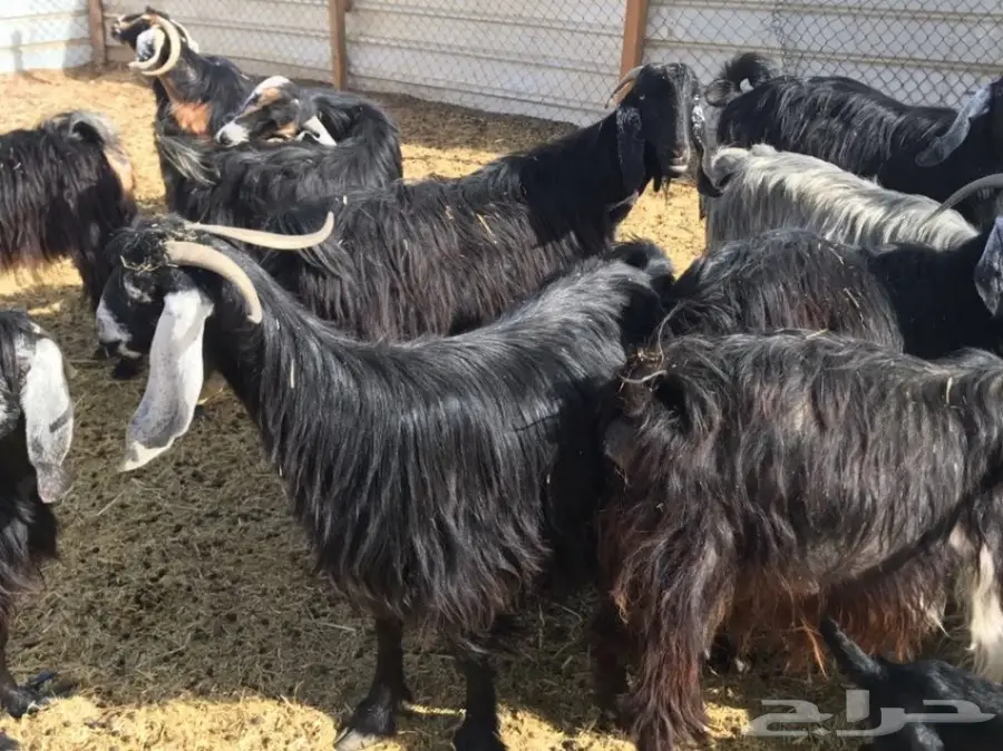 للبيع معزاء عوارض  (image 10)