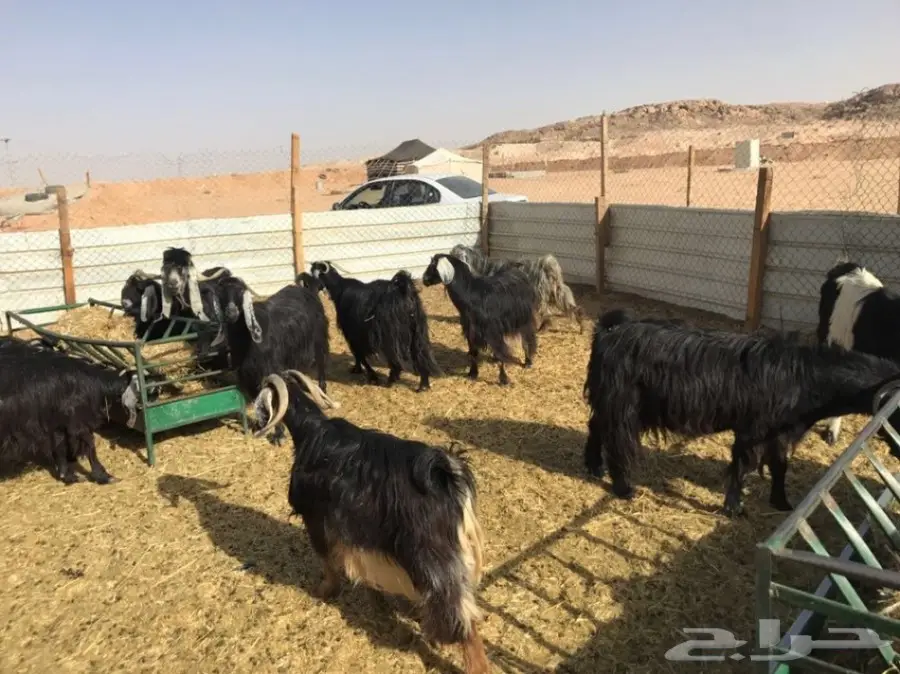 للبيع معزاء عوارض  (image 12)