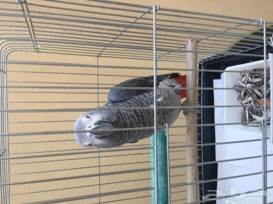 ببغاء افريقي من نوع كاسكو للبيع