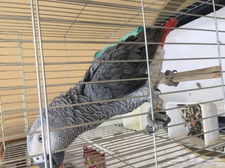 ببغاء افريقي من نوع كاسكو للبيع (image 1)