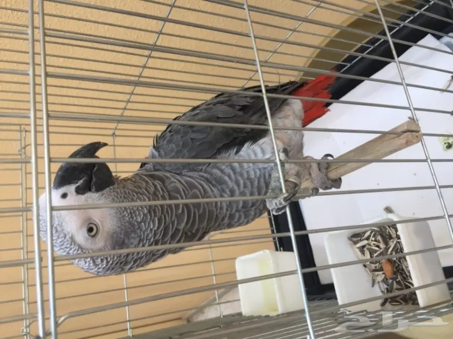 ببغاء افريقي من نوع كاسكو للبيع (image 2)