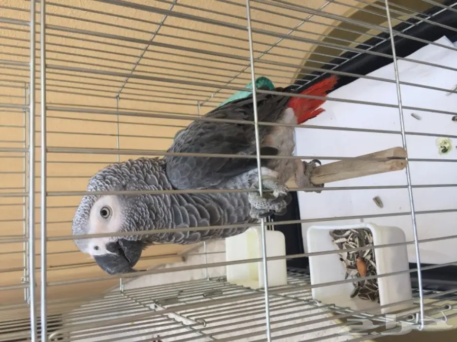 ببغاء افريقي من نوع كاسكو للبيع (image 3)