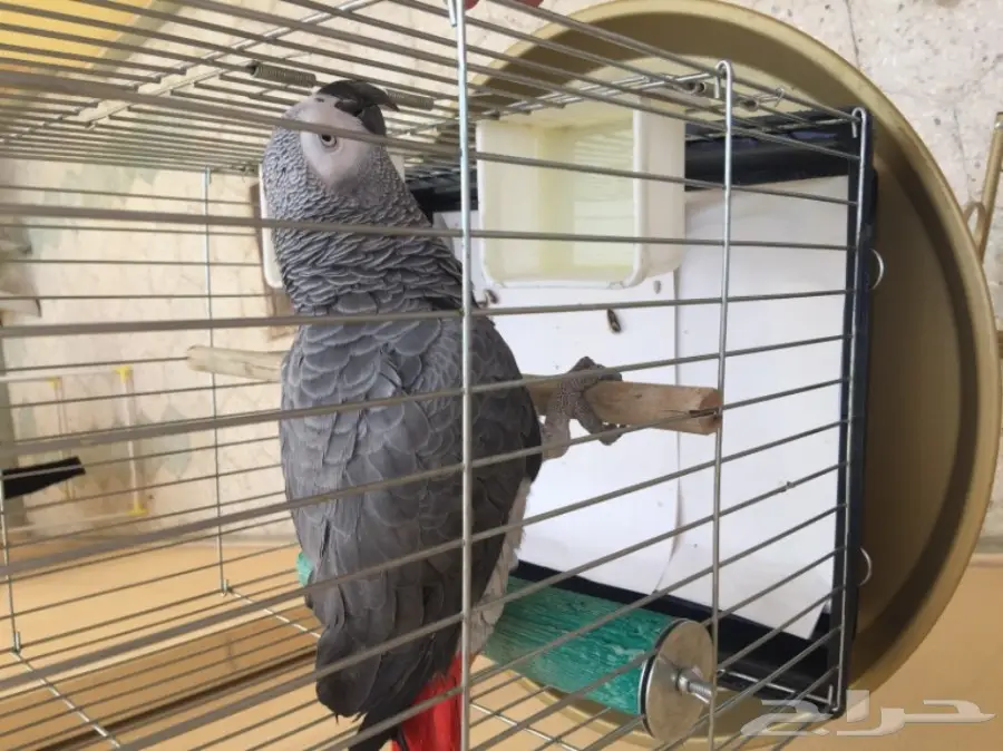 ببغاء افريقي من نوع كاسكو للبيع (image 4)