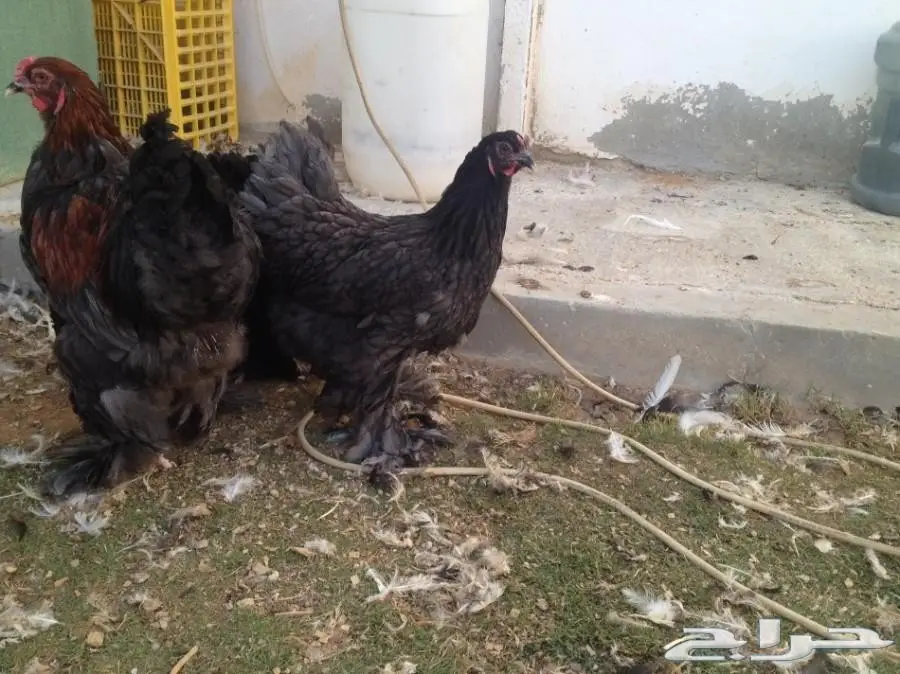 مشروع براهما سلالة خوارج للبيع 