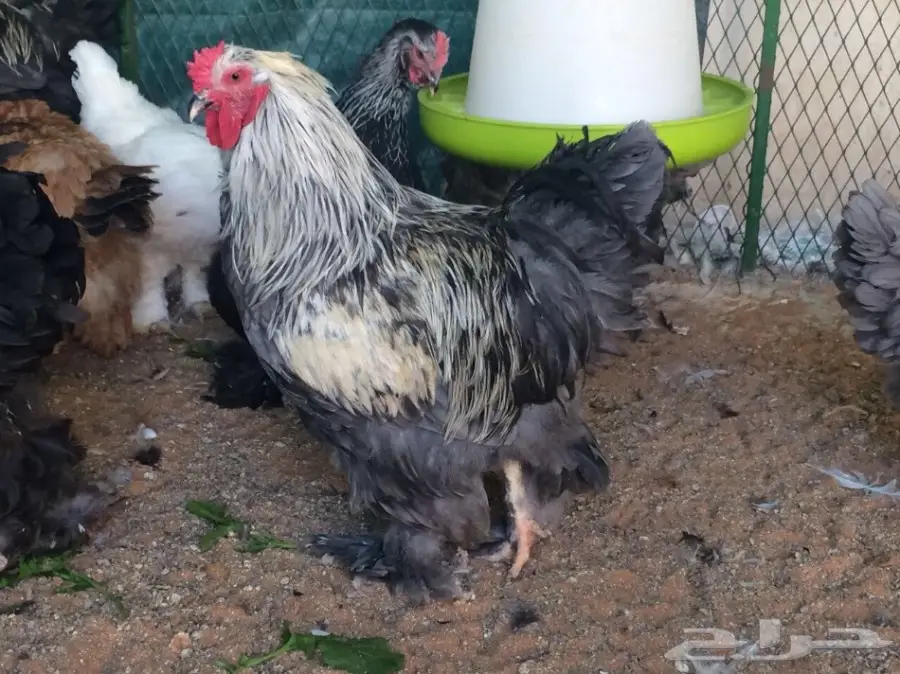 مشروع براهما سلالة خوارج للبيع  (image 3)