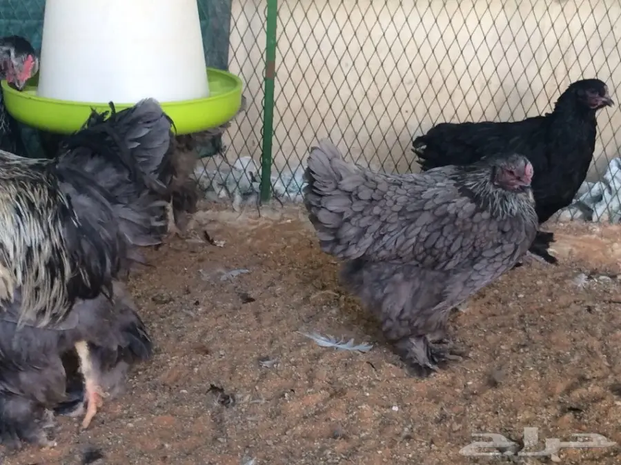 مشروع براهما سلالة خوارج للبيع  (image 6)