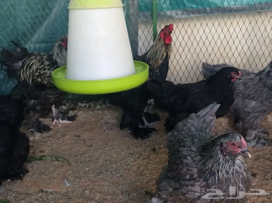 مشروع براهما سلالة خوارج للبيع  (image 7)