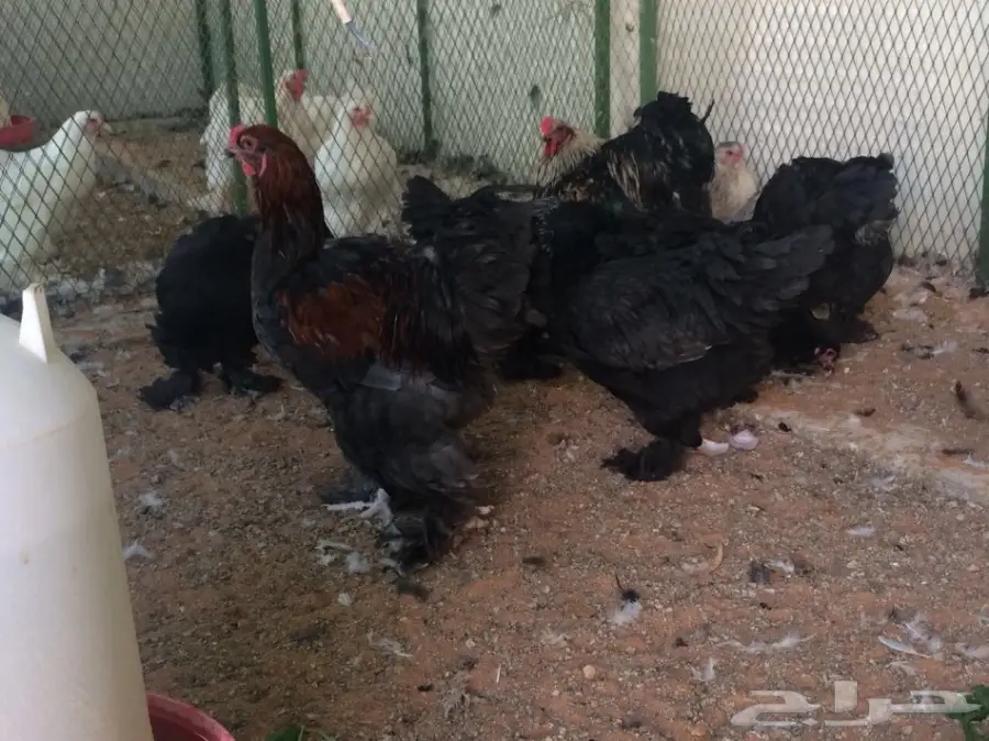 مشروع براهما سلالة خوارج للبيع  (image 8)