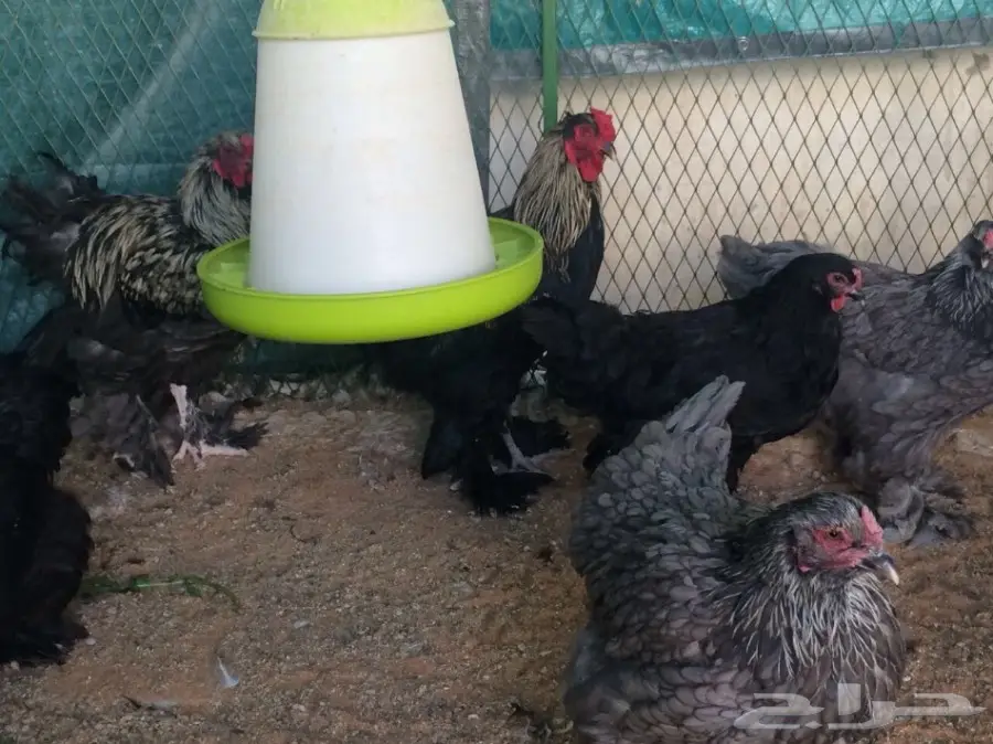 مشروع براهما سلالة خوارج للبيع  (image 10)