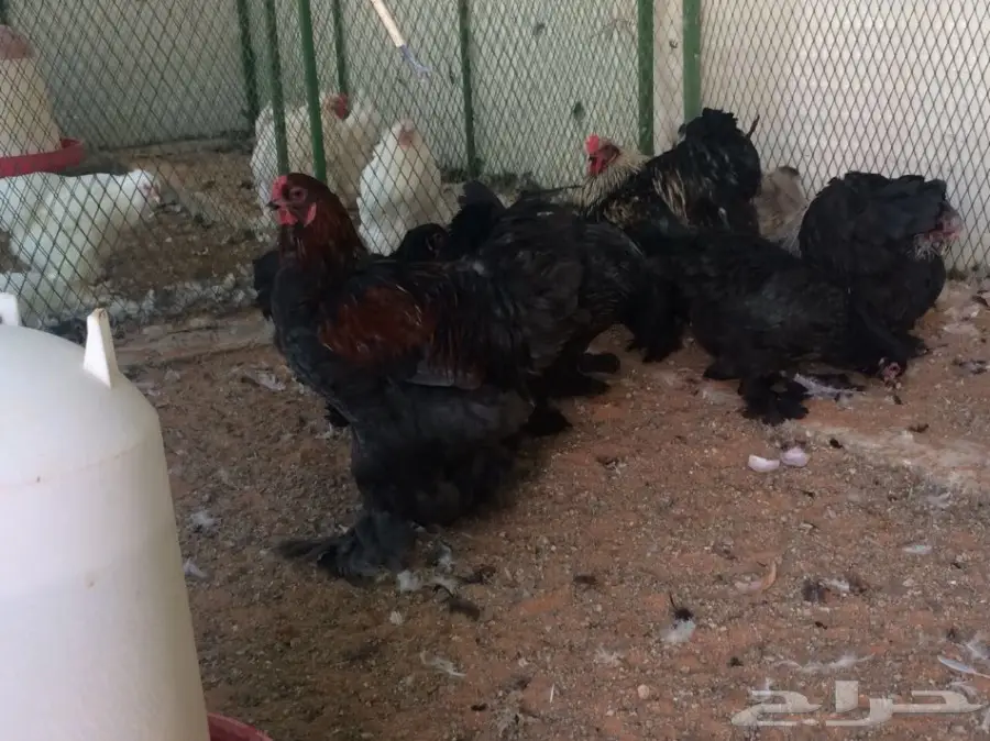 مشروع براهما سلالة خوارج للبيع  (image 11)