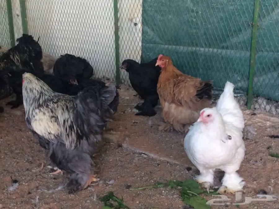 مشروع براهما سلالة خوارج للبيع  (image 12)