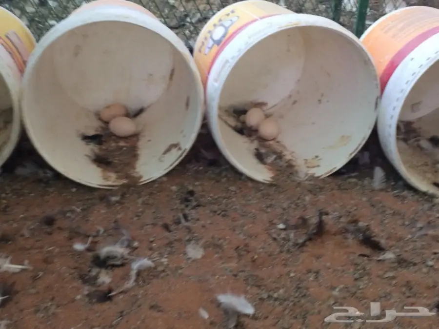 مشروع براهما سلالة خوارج للبيع  (image 13)