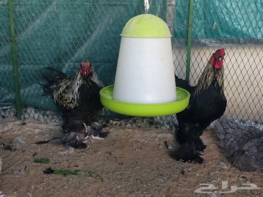 مشروع براهما سلالة خوارج للبيع  (image 14)