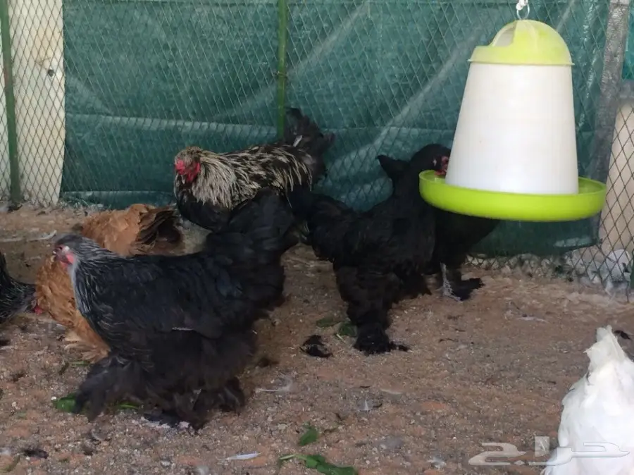 مشروع براهما سلالة خوارج للبيع  (image 15)