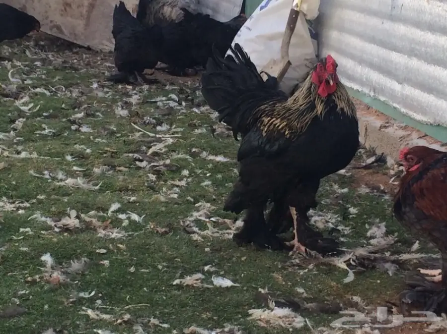 مشروع براهما سلالة خوارج للبيع  (image 16)