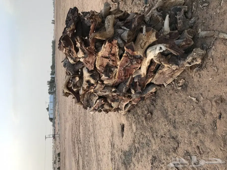 حطب للبيع شلايخ الموقع القصيم 