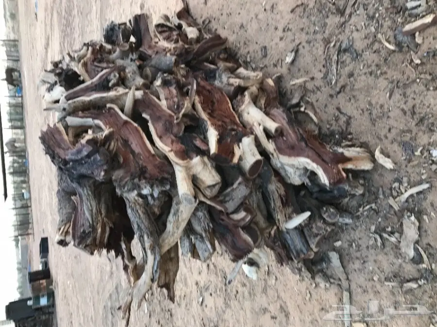 حطب للبيع شلايخ الموقع القصيم  (image 3)