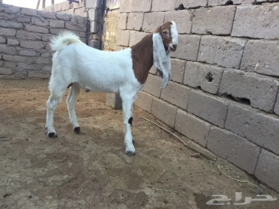 تيس هولندي حجازي – فرصة لا تُفوّت! (image 1)