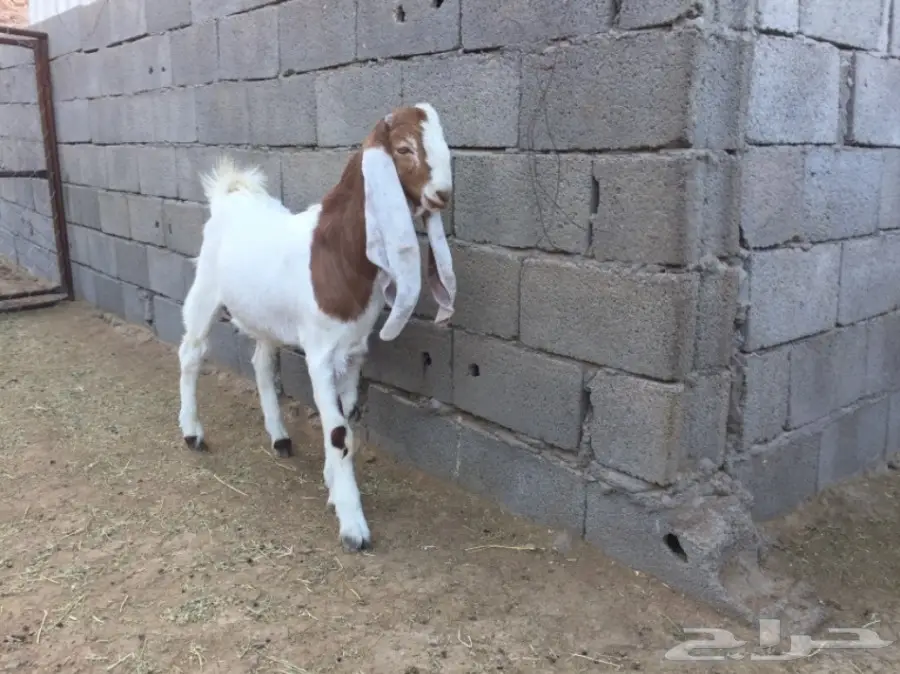 تيس هولندي حجازي – فرصة لا تُفوّت! (image 5)