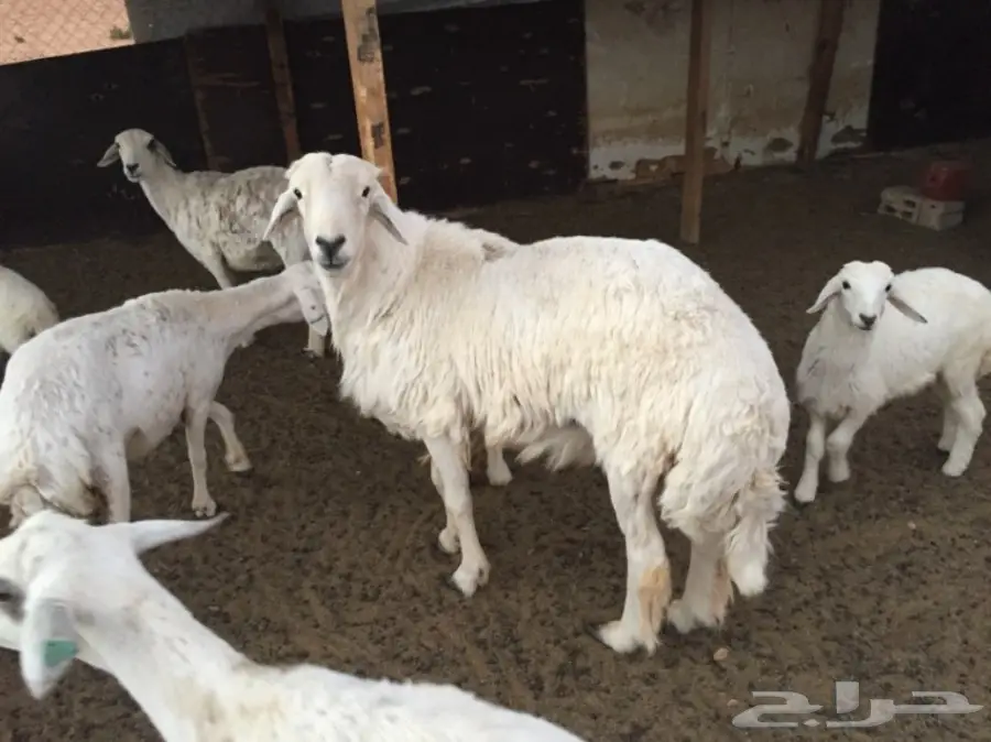 فحل حري  (image 1)