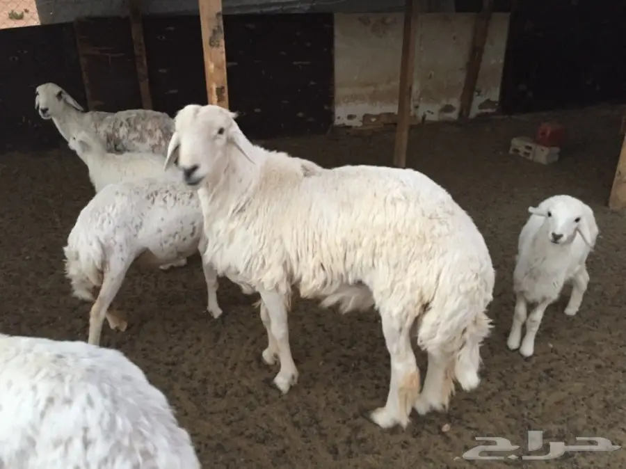 فحل حري  (image 2)