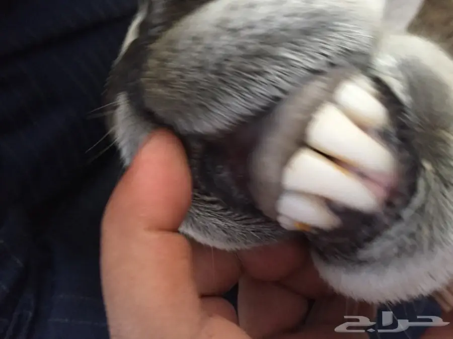 فحل حري  (image 3)