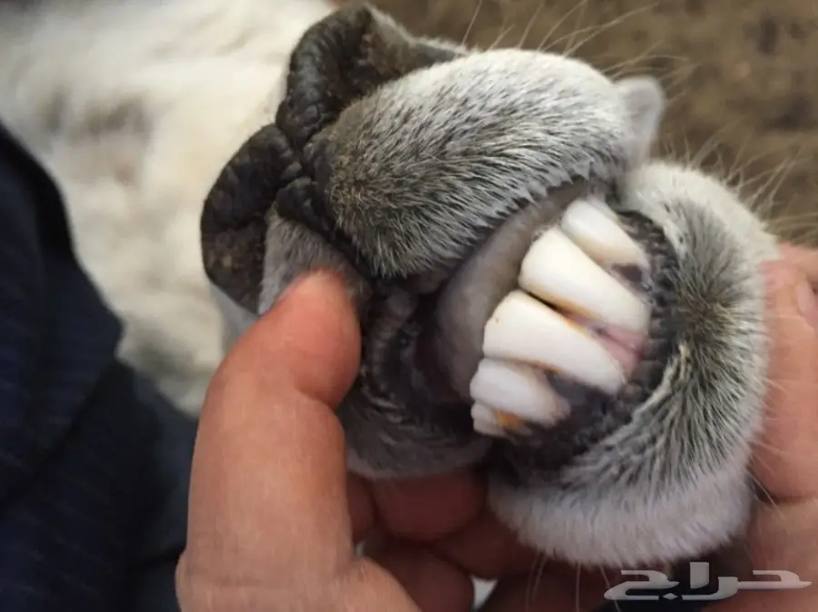 فحل حري  (image 4)