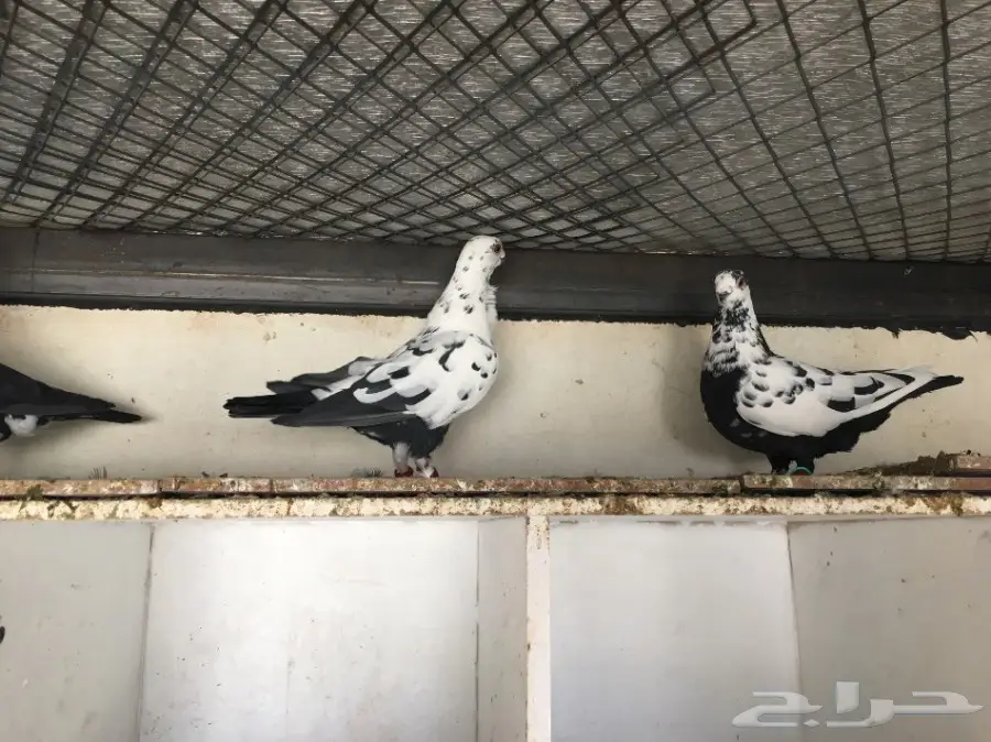 حمام شامي  (image 1)